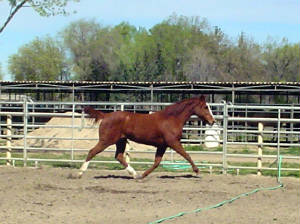extendedtrot.jpg